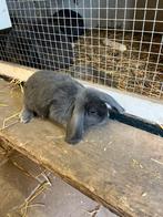Hang oor konijntjes  blauw, Dieren en Toebehoren, Konijnen, Meerdere dieren