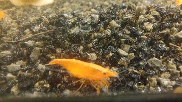 Orange sakura garnalen  beschikbaar voor biedingen