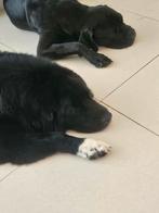 Leonberger x newfoundlander pup, CDV (hondenziekte), 1 tot 2 jaar, Meerdere, Nederland
