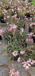 Gaura graceful pink pot 17cm, Tuin en Terras, Planten | Tuinplanten, Ophalen, Zomer, Overige soorten, Volle zon