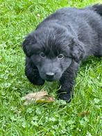 Fantasch mooie,  lieve pups, Rabiës (hondsdolheid), 8 tot 15 weken, Meerdere, Meerdere dieren