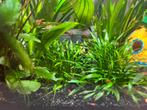 Vuurgarnalen 30 stuks, Dieren en Toebehoren, Vissen | Aquariumvissen, Kreeft, Krab of Garnaal