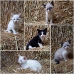 Te koop: prachtige, superschattige kittens!, Dieren en Toebehoren, Katten en Kittens | Overige Katten, Meerdere dieren, Kortharig