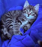 Kittens kruising oosterse korthaar, Dieren en Toebehoren, Meerdere dieren, Kortharig, 0 tot 2 jaar