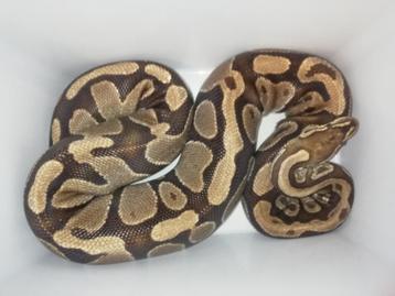 Erg tamme koningspython beschikbaar voor biedingen