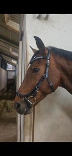 Torsy hoofdstel maat full, nieuw TB basic met lak, Dieren en Toebehoren, Ophalen of Verzenden, Nieuw