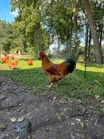 New Hampshire haan, Dieren en Toebehoren, Mannelijk, Kip