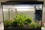 Aquarium compleet Superfish start 50, Dieren en Toebehoren, Vissen | Aquaria en Toebehoren, Ophalen, Zo goed als nieuw, Gevuld zoetwateraquarium