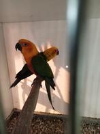 Zaterdagmiddag diverse vogels te koop, Dieren en Toebehoren, Vogels | Parkieten en Papegaaien, Meerdere dieren, Parkiet