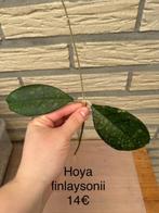Hoya finlaysonii stek, Overige soorten, Minder dan 100 cm, Ophalen of Verzenden, Halfschaduw