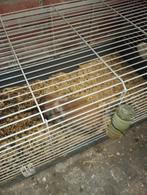 Aanhankelijk lief jong dwergkonijn (man) inclusief kooi, Dieren en Toebehoren, Konijnen, Mannelijk, Dwerg, Hangoor, 0 tot 2 jaar