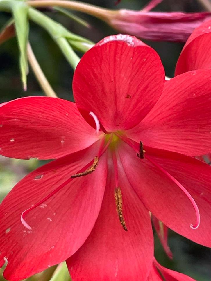Watergladiool. Gifvrij gekweekt., Tuin en Terras, Planten | Tuinplanten, Overige soorten, Volle zon, Ophalen