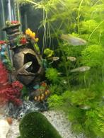 Baby Guppies 1-2 maanden oud -gratis afhalen, Dieren en Toebehoren, Vissen | Aquariumvissen, Vis, Zoetwatervis