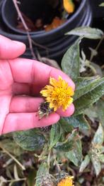 Volle grond korting! 1m2 Helenium- gele meisjesogen gifvrij, Overige soorten, Volle zon, Ophalen of Verzenden, 100 tot 250 cm