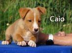 Animals4adoption pups, Dieren en Toebehoren, Honden | Niet-rashonden, Particulier, Rabiës (hondsdolheid), Meerdere, 8 tot 15 weken