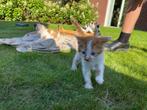 5 super mooie lieve jonge kittens te koop, Dieren en Toebehoren, Katten en Kittens | Overige Katten, Meerdere dieren, Kortharig