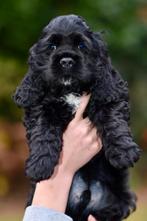 Amerikaanse Cockerspaniel puppen, Dieren en Toebehoren, Honden | Retrievers, Spaniëls en Waterhonden, CDV (hondenziekte), 8 tot 15 weken