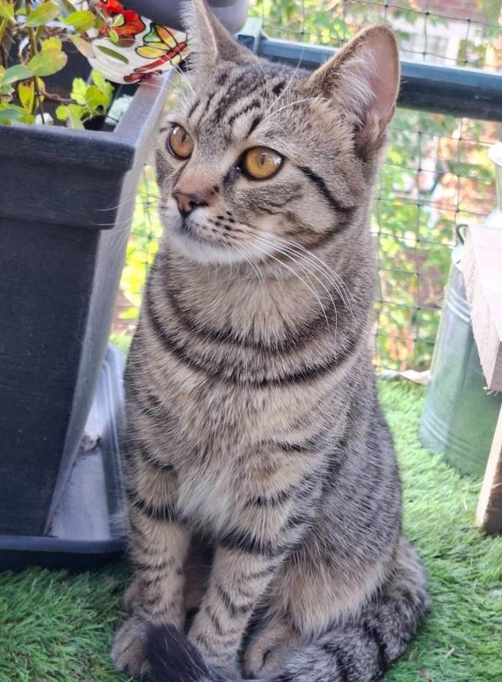 Ter adoptie: Rocky (in Rotterdam), Dieren en Toebehoren, Katten en Kittens | Overige Katten, Kortharig, Kater, 0 tot 2 jaar