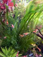 Red Crystal S+ (kraanwater), Dieren en Toebehoren, Kreeft, Krab of Garnaal, Zoetwatervis