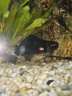 pangasius / blauwe haai, Dieren en Toebehoren, Zoetwatervis