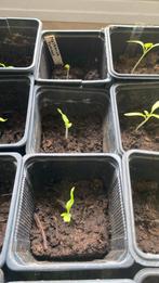 Tomaten zaailing moskvich, Tuin en Terras, Planten | Tuinplanten, Ophalen, Groenteplanten, Eenjarig, Volle zon