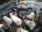 Schapen rammen, Dieren en Toebehoren, Schapen, Geiten en Varkens, Mannelijk, Schaap