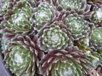 Sempervivum vetplanten rotsplanten, bodembedekker P9 plant, Bodembedekkers, Volle zon, Vaste plant, Ophalen of Verzenden