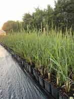 Calamagrostis acutiflora 'Karl Foerster' - Struisriet, Volle zon, Vaste plant, Siergrassen, Ophalen of Verzenden