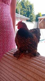 3 Cochin kriel haantjes, Dieren en Toebehoren, Pluimvee, Mannelijk, Kip