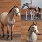 Gave 2.5 jarige valkmerrie, Dieren en Toebehoren, Paarden, Merrie, Met stamboom, Springpaard, 0 tot 2 jaar