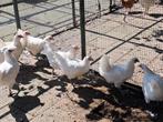 poule de bresse leghennen, Vrouwelijk, Kip