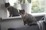 2 getijgerde kittens, Dieren en Toebehoren, Meerdere dieren, Kortharig, 0 tot 2 jaar