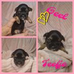 Boomer-puppies-teefje-reutje-puppy-puppy's, Overige rassen, 8 tot 15 weken, Meerdere, Meerdere dieren