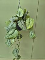 Scindapsus Silver Splash p15