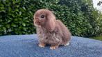 Minilop konijntje ram, Dieren en Toebehoren, Mannelijk, Dwerg, Hangoor, 0 tot 2 jaar