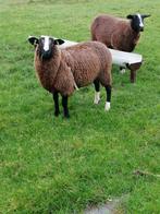 Te koop zwartbles dekram, Dieren en Toebehoren, Schapen, Geiten en Varkens, Mannelijk, Schaap