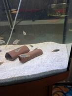 Malawi cichliden mix, Vis