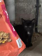 Boederij kittens, Dieren en Toebehoren, Meerdere dieren, 0 tot 2 jaar