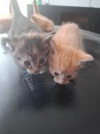 Prachtige rode kittens en 1 lapjes kitten, Dieren en Toebehoren, Geslacht onbekend, 0 tot 2 jaar