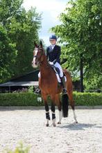 SPORTTALENT 2025 biedt leuke paardrijles!, Diensten en Vakmensen, Dieren | Paarden | Verzorging, Oppas en Les, Paardrijles of Ponykampen