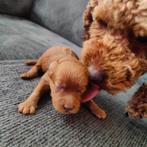 Mini australian labradoodle pups, Rabiës (hondsdolheid), 8 tot 15 weken, Meerdere, Meerdere dieren
