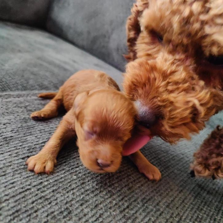 Mini australian labradoodle pups, Dieren en Toebehoren, Honden | Niet-rashonden, Klein, Meerdere dieren, Fokker | Hobbymatig, Meerdere