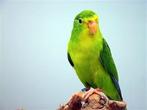 Gezocht citroenparkiet pop, Dieren en Toebehoren