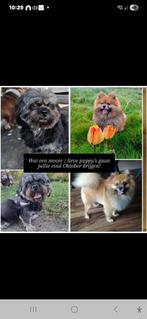 puppy's op komst, Overige rassen, 8 tot 15 weken, Meerdere, Meerdere dieren