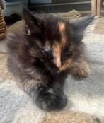 Kitten tortie MC ook Maine Coon dekkater zwart en crème rood, Dieren en Toebehoren, Katten en Kittens | Dekkaters
