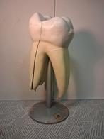 Medisch model kies, Antiek en Kunst, Ophalen of Verzenden