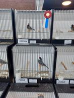 Tt waardige mooie rijstvogels te koop alles van 2024 en 2025, Dieren en Toebehoren, Meerdere dieren, Geringd