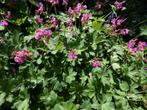 Geranium Macrorrhizum/Ooievaarsbek, rood/roze bloemen, Bodembedekkers, Vaste plant, Ophalen of Verzenden, Halfschaduw