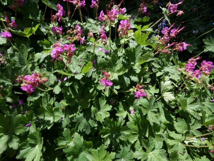 Geranium Macrorrhizum/Ooievaarsbek, rood/roze bloemen, Tuin en Terras, Planten | Tuinplanten, Vaste plant, Bodembedekkers, Halfschaduw