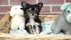 Mini Boomer pupje mix van Chihuahua X Boomer, Nederland, Reu, CDV (hondenziekte), 8 tot 15 weken